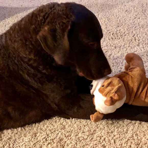 Meet your Posher, Suzanne - Picture 1 of 1